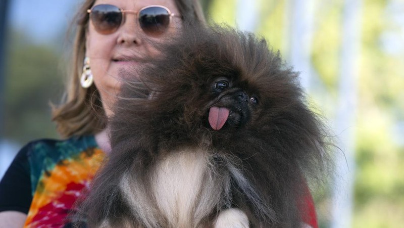 Contestants and their handlers line the stage at the World's Ugliest Dog competition, Friday, June 24, 2022, in Petaluma, Calif. (AP Photo/D. Ross Cameron)