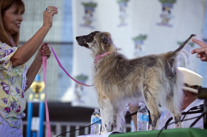 Ugly Dog Contest Contestants and their handlers line the stage at the World's Ugliest Dog competition, Friday, June 24, 2022, in Petaluma, Calif. (AP Photo/D. Ross Cameron)