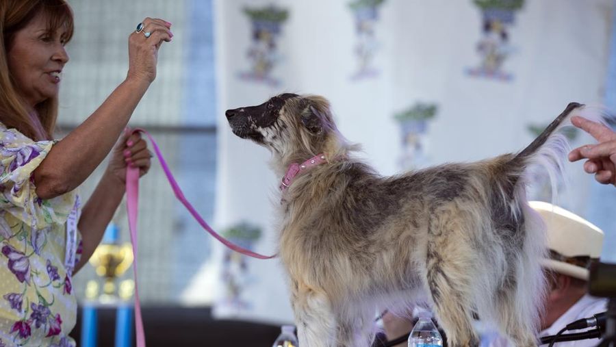 Contestants and their handlers line the stage at the World's Ugliest Dog competition, Friday, June 24, 2022, in Petaluma, Calif. (AP Photo/D. Ross Cameron)