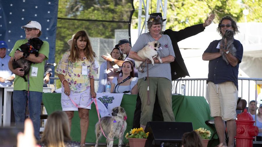 Contestants and their handlers line the stage at the World's Ugliest Dog competition, Friday, June 24, 2022, in Petaluma, Calif. (AP Photo/D. Ross Cameron)