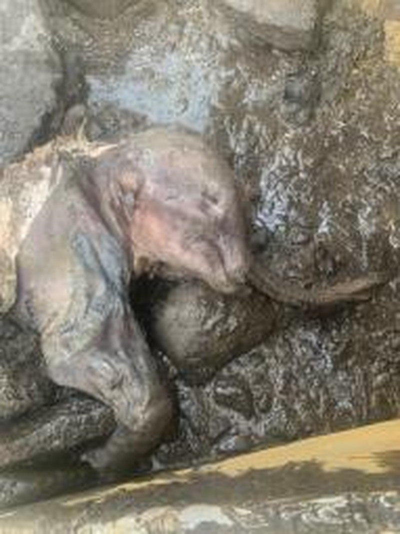Penemuan Bayi Mammoth  (Twitter/@WaterSHEDLab)