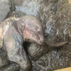 Penampakan Bayi Mammoth yang Ditemukan di Tambang Emas
