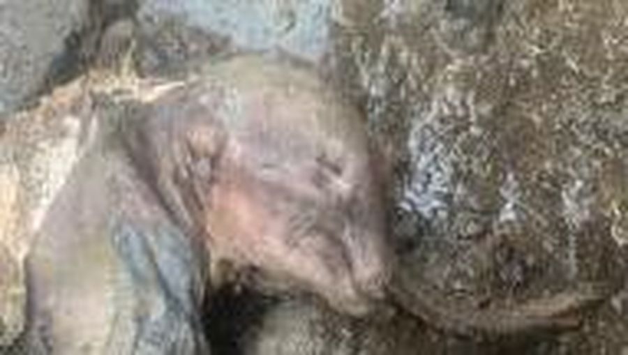 Penemuan Bayi Mammoth  (Twitter/@WaterSHEDLab)
