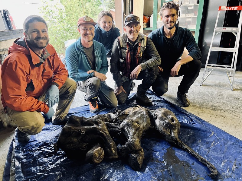 Penemuan Bayi Mammoth (Twitter/@WaterSHEDLab) Penemuan Bayi Mammoth (Twitter/@WaterSHEDLab)