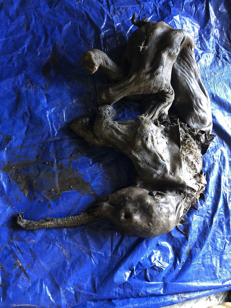Penemuan Bayi Mammoth  (Twitter/@WaterSHEDLab)