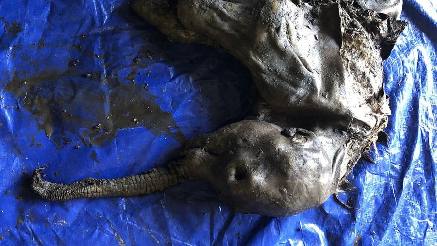 Penemuan Bayi Mammoth  (Twitter/@WaterSHEDLab)