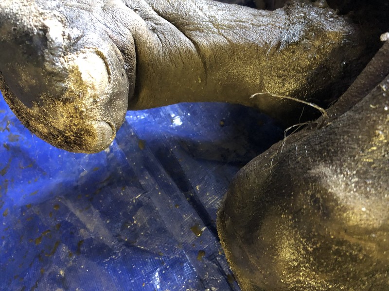 Penemuan Bayi Mammoth (Twitter/@WaterSHEDLab) Penemuan Bayi Mammoth (Twitter/@WaterSHEDLab)