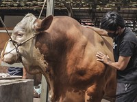 Atta Halilintar Beli Sapi Raksasa Bobot 1,1 Ton, Berapaan?