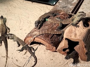 Komodo Hasil Penangkaran KBS Siap Dilepas ke Habitat Alami