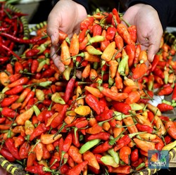 Warning! Jakarta Krisis Cabai Rawit Merah, Harga Meledak