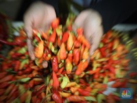 Awas! Harga Cabai Rawit Merah Mau Meledak, Tanda-tandanya Ini