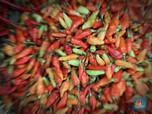 Pemerintah Bikin Ini agar Harga Cabai Tak Meledak & Melempem
