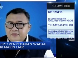 36 Tahun RI Bebas Wabah PMK, Kenapa Bisa Kembali Menyebar?