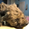 Terungkap, Misteri Asal Usul Anjing Jadi Sahabat Manusia