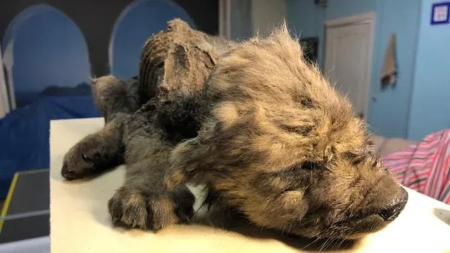 Fosil utuh seekor hewan menyerupai anak anjing ditemukan  wilayah beku abadi (permafrost) di Siberia. Diperkirakan fosil telah berusia 18.000 tahun. DNA dari fosil ini digunakan dalam penelitian asal usul anjing modern.
