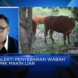 Meski Tidak Menular ke Manusia, Ini Bahaya Wabah PMK!
