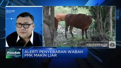 Meski Tidak Menular ke Manusia, Ini Bahaya Wabah PMK!