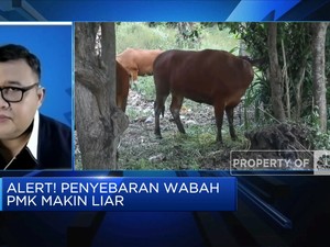 Meski Tidak Menular ke Manusia, Ini Bahaya Wabah PMK!