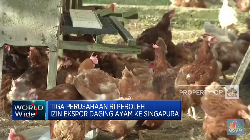 Singapura Impor Ayam Indonesia, Siapa Saja Yang Masuk?