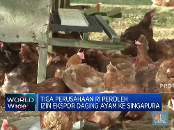 Singapura Impor Ayam Indonesia, Siapa Saja Yang Masuk?