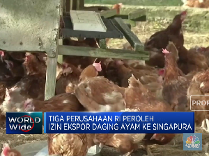 Singapura Impor Ayam Indonesia, Siapa Saja Yang Masuk?