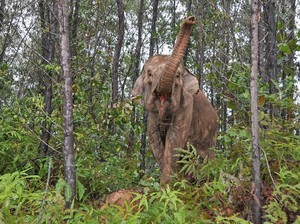BKSDA Riau: Lokasi Bocah SD Diserang Gajah adalah Jalur Jelajah Mereka