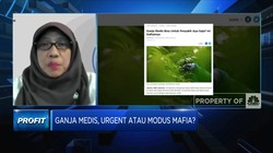 BRIN: Legalisasi Ganja Butuh Kajian & Riset Klinis Mendalam