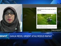 BRIN: Legalisasi Ganja Butuh Kajian & Riset Klinis Mendalam