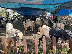 5 Langkah Membersihkan Kepala Kambing Agar Bebas Bulu dan Bau