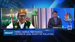 Angkat Harga TBS Sawit, Petani Minta Relaksasi Kebijakan DMO