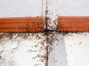Jangan Diinjak, Berikut Cara Basmi Semut yang Muncul di Rumah