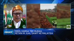 Jual TBS Sawit ke Malaysia, Petani: Kami Siap Kena Sanksi!