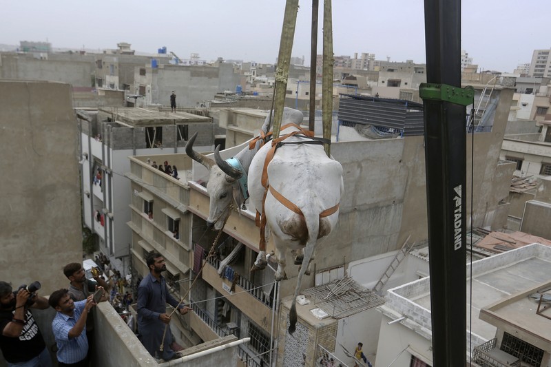 Sapi Kurban di Karachi, Pakistan Warga menggunakan dcrane untuk mengangkat seekor bsapi dari atap sebuah bangunan menjelang Idul Adha di Karachi, Pakistan, Minggu (3/7/2022). HSapi-sapi tersebut dibesarkan diatap rumah dan diturunkan untuk dijual jelang perayaan Idul Adha. (Photo by Yousuf Khan/Anadolu Agency via Getty Images)