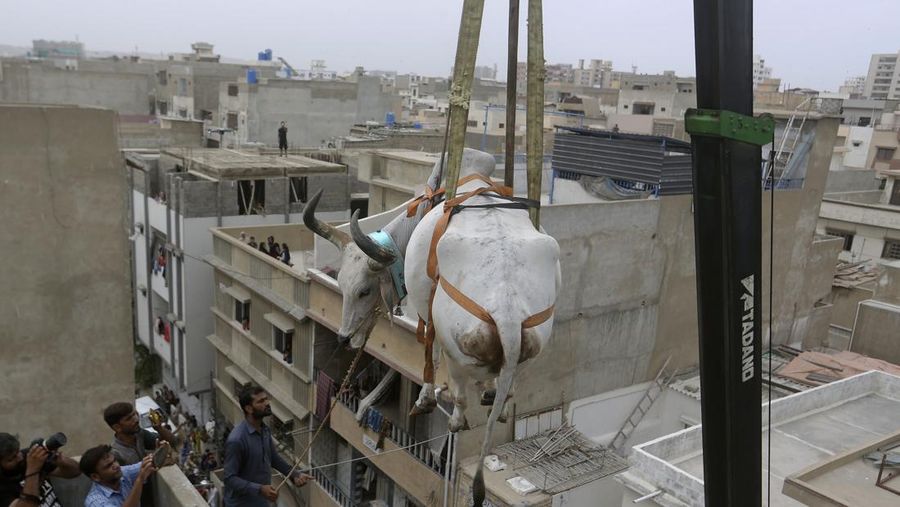 Warga menggunakan dcrane untuk mengangkat seekor bsapi dari atap sebuah bangunan menjelang Idul Adha di Karachi, Pakistan, Minggu (3/7/2022). HSapi-sapi tersebut dibesarkan diatap rumah dan diturunkan untuk dijual jelang perayaan Idul Adha. (Photo by Yousuf Khan/Anadolu Agency via Getty Images)