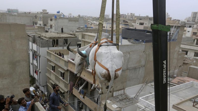 Warga menggunakan dcrane untuk mengangkat seekor bsapi dari atap sebuah bangunan menjelang Idul Adha di Karachi, Pakistan, Minggu (3/7/2022). HSapi-sapi tersebut dibesarkan diatap rumah dan diturunkan untuk dijual jelang perayaan Idul Adha. (Photo by Yousuf Khan/Anadolu Agency via Getty Images)