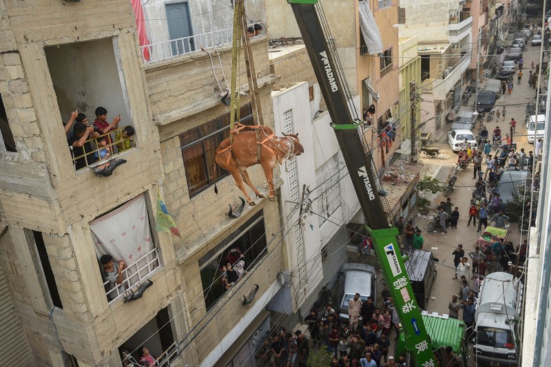 Sapi Kurban di Karachi, Pakistan Warga menggunakan dcrane untuk mengangkat seekor bsapi dari atap sebuah bangunan menjelang Idul Adha di Karachi, Pakistan, Minggu (3/7/2022). HSapi-sapi tersebut dibesarkan diatap rumah dan diturunkan untuk dijual jelang perayaan Idul Adha. (Photo by Yousuf Khan/Anadolu Agency via Getty Images)