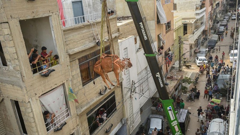 Warga menggunakan dcrane untuk mengangkat seekor bsapi dari atap sebuah bangunan menjelang Idul Adha di Karachi, Pakistan, Minggu (3/7/2022). HSapi-sapi tersebut dibesarkan diatap rumah dan diturunkan untuk dijual jelang perayaan Idul Adha. (Photo by Yousuf Khan/Anadolu Agency via Getty Images)
