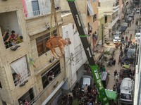 Unik, Melihat Sapi Kurban 