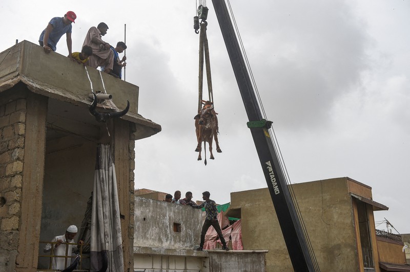 Sapi Kurban di Karachi, Pakistan Warga menggunakan dcrane untuk mengangkat seekor bsapi dari atap sebuah bangunan menjelang Idul Adha di Karachi, Pakistan, Minggu (3/7/2022). HSapi-sapi tersebut dibesarkan diatap rumah dan diturunkan untuk dijual jelang perayaan Idul Adha. (Photo by Yousuf Khan/Anadolu Agency via Getty Images)