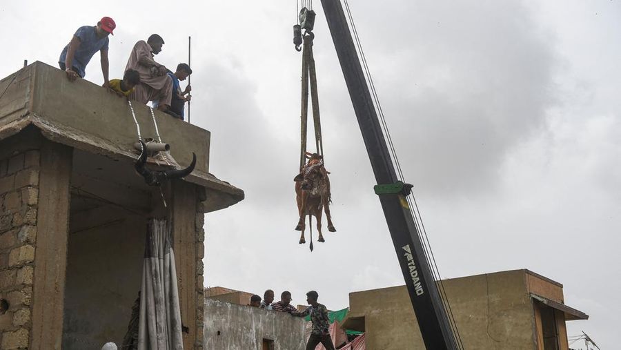 Warga menggunakan dcrane untuk mengangkat seekor bsapi dari atap sebuah bangunan menjelang Idul Adha di Karachi, Pakistan, Minggu (3/7/2022). HSapi-sapi tersebut dibesarkan diatap rumah dan diturunkan untuk dijual jelang perayaan Idul Adha. (Photo by Yousuf Khan/Anadolu Agency via Getty Images)
