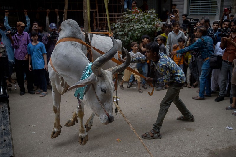 Sapi Kurban di Karachi, Pakistan Warga menggunakan dcrane untuk mengangkat seekor bsapi dari atap sebuah bangunan menjelang Idul Adha di Karachi, Pakistan, Minggu (3/7/2022). HSapi-sapi tersebut dibesarkan diatap rumah dan diturunkan untuk dijual jelang perayaan Idul Adha. (Photo by Yousuf Khan/Anadolu Agency via Getty Images)