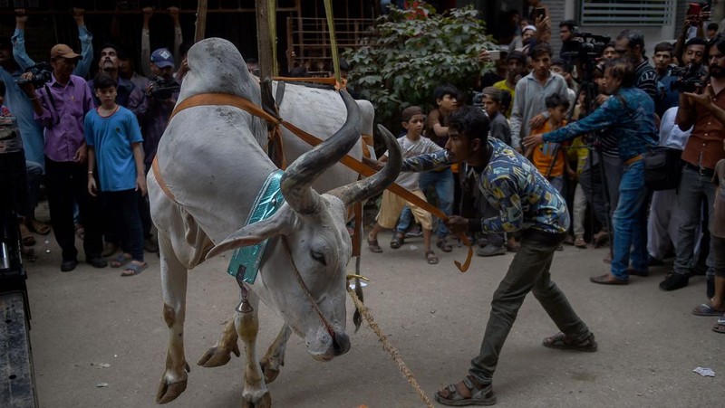 Warga menggunakan dcrane untuk mengangkat seekor bsapi dari atap sebuah bangunan menjelang Idul Adha di Karachi, Pakistan, Minggu (3/7/2022). HSapi-sapi tersebut dibesarkan diatap rumah dan diturunkan untuk dijual jelang perayaan Idul Adha. (Photo by Yousuf Khan/Anadolu Agency via Getty Images)