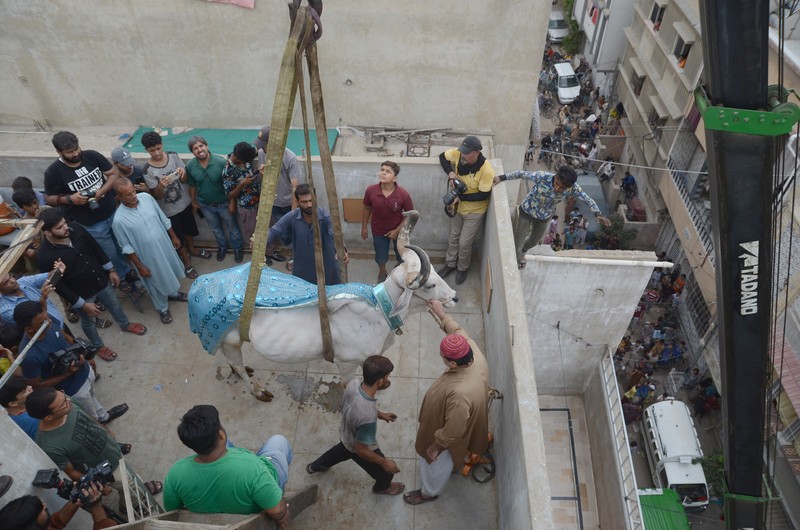 Sapi Kurban di Karachi, Pakistan Warga menggunakan dcrane untuk mengangkat seekor bsapi dari atap sebuah bangunan menjelang Idul Adha di Karachi, Pakistan, Minggu (3/7/2022). HSapi-sapi tersebut dibesarkan diatap rumah dan diturunkan untuk dijual jelang perayaan Idul Adha. (Photo by Yousuf Khan/Anadolu Agency via Getty Images)