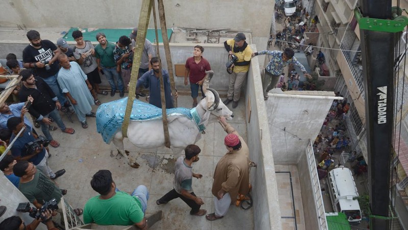 Warga menggunakan dcrane untuk mengangkat seekor bsapi dari atap sebuah bangunan menjelang Idul Adha di Karachi, Pakistan, Minggu (3/7/2022). HSapi-sapi tersebut dibesarkan diatap rumah dan diturunkan untuk dijual jelang perayaan Idul Adha. (Photo by Yousuf Khan/Anadolu Agency via Getty Images)