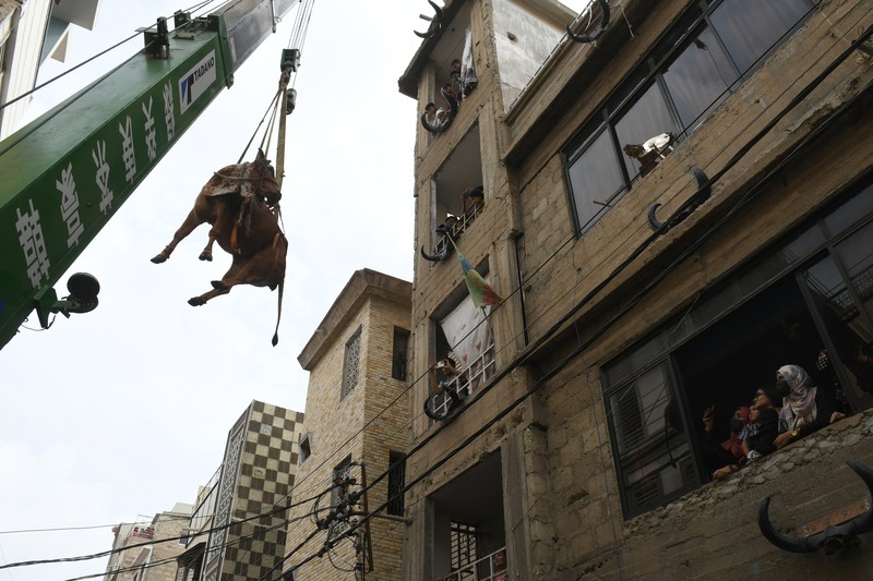 Sapi Kurban di Karachi, Pakistan Warga menggunakan dcrane untuk mengangkat seekor bsapi dari atap sebuah bangunan menjelang Idul Adha di Karachi, Pakistan, Minggu (3/7/2022). HSapi-sapi tersebut dibesarkan diatap rumah dan diturunkan untuk dijual jelang perayaan Idul Adha. (Photo by Yousuf Khan/Anadolu Agency via Getty Images)