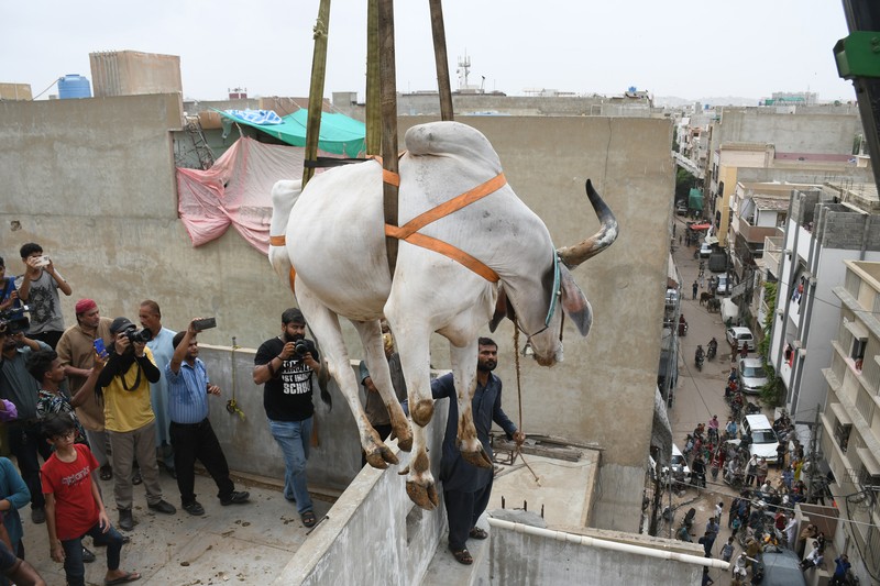 Sapi Kurban di Karachi, Pakistan Warga menggunakan dcrane untuk mengangkat seekor bsapi dari atap sebuah bangunan menjelang Idul Adha di Karachi, Pakistan, Minggu (3/7/2022). HSapi-sapi tersebut dibesarkan diatap rumah dan diturunkan untuk dijual jelang perayaan Idul Adha. (Photo by Yousuf Khan/Anadolu Agency via Getty Images)