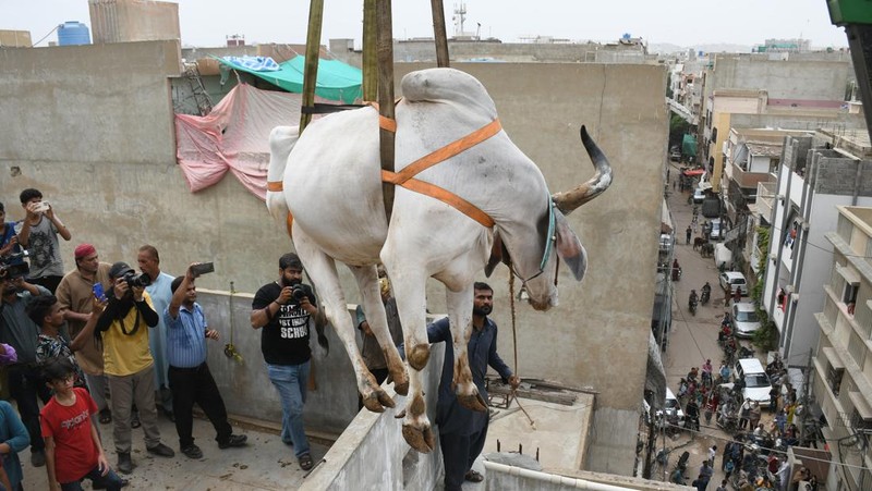 Warga menggunakan dcrane untuk mengangkat seekor bsapi dari atap sebuah bangunan menjelang Idul Adha di Karachi, Pakistan, Minggu (3/7/2022). HSapi-sapi tersebut dibesarkan diatap rumah dan diturunkan untuk dijual jelang perayaan Idul Adha. (Photo by Yousuf Khan/Anadolu Agency via Getty Images)