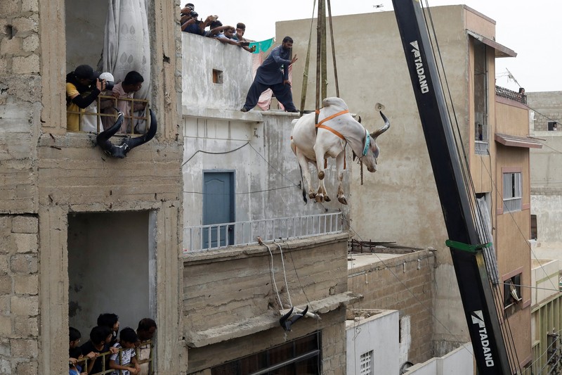 Sapi Kurban di Karachi, Pakistan Warga menggunakan dcrane untuk mengangkat seekor bsapi dari atap sebuah bangunan menjelang Idul Adha di Karachi, Pakistan, Minggu (3/7/2022). HSapi-sapi tersebut dibesarkan diatap rumah dan diturunkan untuk dijual jelang perayaan Idul Adha. (Photo by Yousuf Khan/Anadolu Agency via Getty Images)