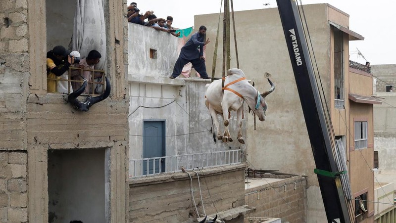 Warga menggunakan dcrane untuk mengangkat seekor bsapi dari atap sebuah bangunan menjelang Idul Adha di Karachi, Pakistan, Minggu (3/7/2022). HSapi-sapi tersebut dibesarkan diatap rumah dan diturunkan untuk dijual jelang perayaan Idul Adha. (Photo by Yousuf Khan/Anadolu Agency via Getty Images)