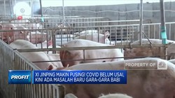 Xi Jinping Pusing! Covid Belum Usai, Kini Ada Masalah Baru